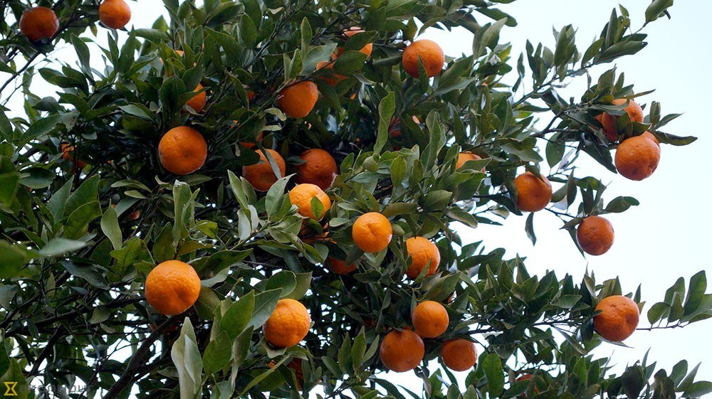 वाँसखर्कको सुन्तला नेपालकै उत्कृष्ठ