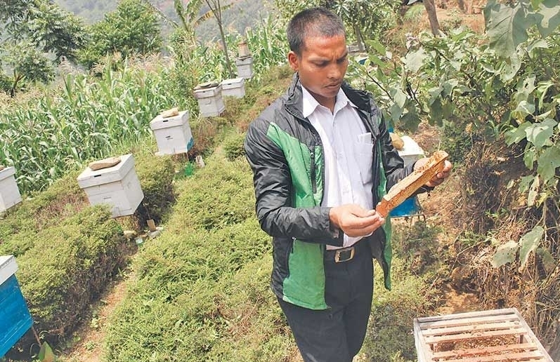 मौरीपालनमा रमाउँदै बाच्छाका उत्तम परियार