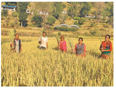 एमाले’ले ठग्यो कृषक