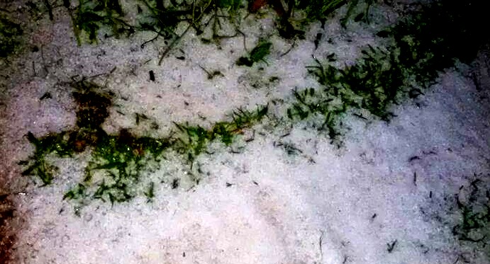 असिना पानीले आलु खेतीमा ठुलो क्षति