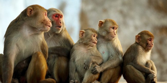 बाँदर आतंकको नाममा बन फाँडानी भएको भन्दै वन कार्यालयको आक्रोश