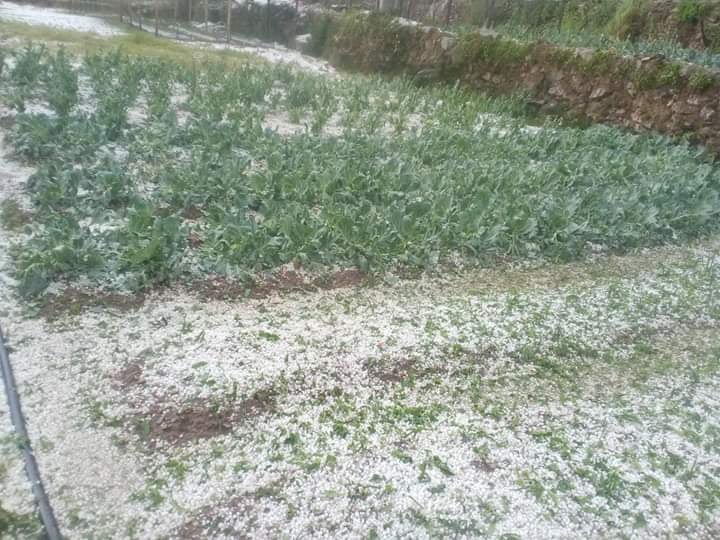 असिनापानीले पर्वतमा करोडौँको बालीनालीमा क्षती