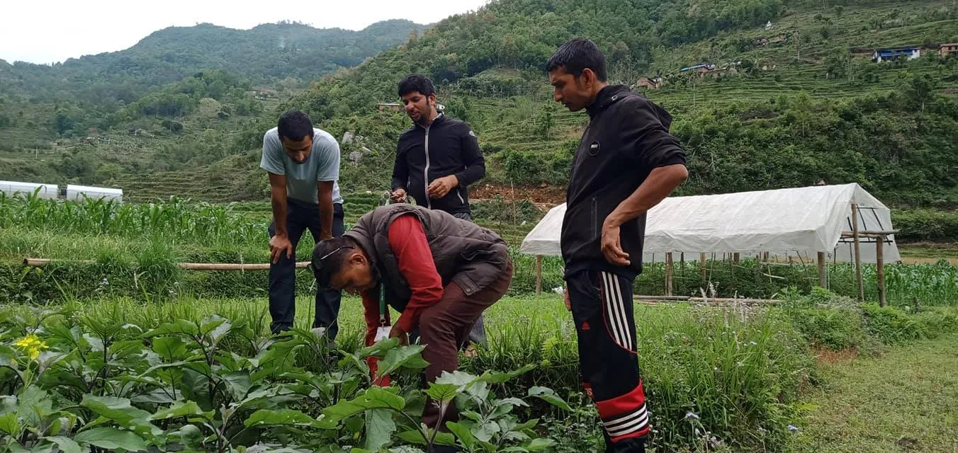 किसानका समस्या बुझ्न  प्राविधिक सहित केन्द्र प्रमुख खेत–खेतमा