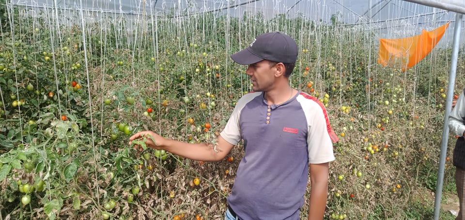 पर्वतमा टुट्टा किराले किसान हैरान