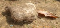 कुश्मा ७ मा कन्दमुल खेती गरिँदै