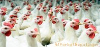 पोखरामा बर्डफ्लू भेटिएपछि धौलागिरिमा कुखुरा आयातमा प्रतिबन्ध