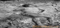 दुखःद खवर : पर्वतमा भिरवाट लडेर एक युवकको मृत्यु